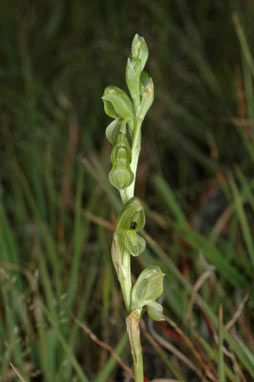 APII jpeg image of Hymenochilus bicolor  © contact APII