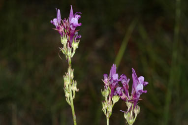 APII jpeg image of Linaria pelisseriana  © contact APII