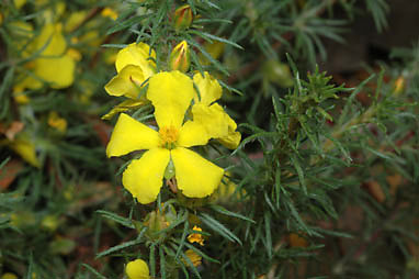 APII jpeg image of Hibbertia fasciculata var. prostrata  © contact APII