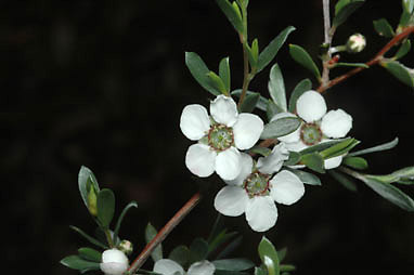 APII jpeg image of Leptospermum jingera  © contact APII