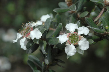 APII jpeg image of Leptospermum grandifolium  © contact APII