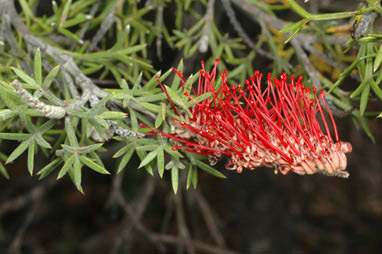 APII jpeg image of Grevillea neorigida subsp. neorigida  © contact APII