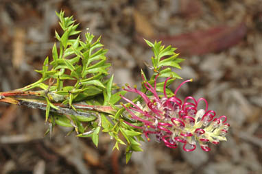 APII jpeg image of Grevillea acanthifolia subsp. acanthifolia  © contact APII