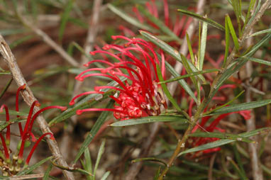 APII jpeg image of Grevillea molyneuxii  © contact APII