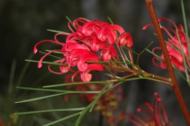 APII jpeg image of Grevillea 'Bonfire'  © contact APII