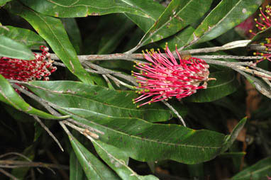 APII jpeg image of Grevillea 'Coastal Glow'  © contact APII