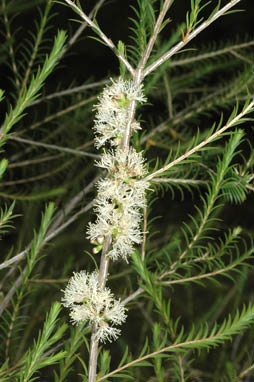 APII jpeg image of Melaleuca oxyphylla  © contact APII