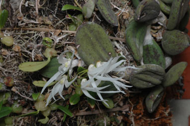 APII jpeg image of Dockrillia linguiformis  © contact APII