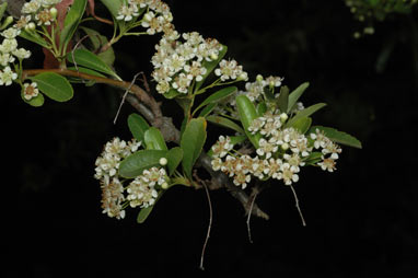 APII jpeg image of Pyracantha rogersiana  © contact APII