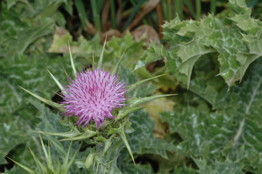 APII jpeg image of Silybum marianum  © contact APII