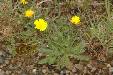 APII jpeg image of Hypochaeris radicata  © contact APII