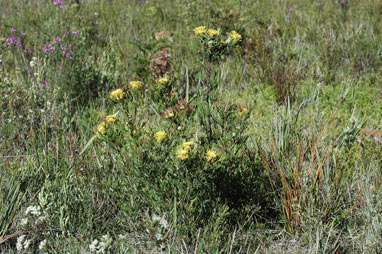 APII jpeg image of Isopogon anemonifolius  © contact APII