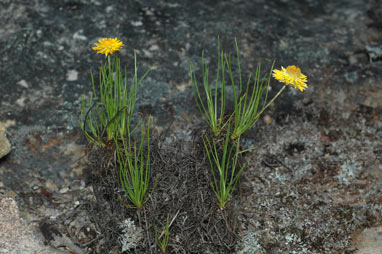 APII jpeg image of Leucochrysum graminifolium  © contact APII