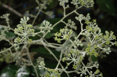 APII jpeg image of Astrotricha latifolia  © contact APII