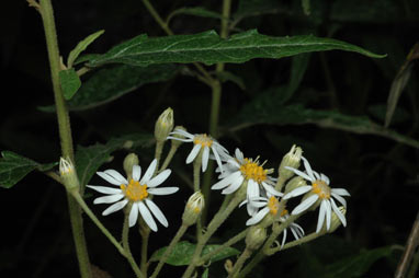 APII jpeg image of Olearia canescens  © contact APII