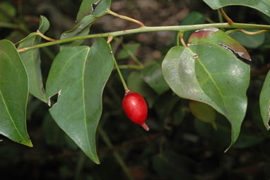 APII jpeg image of Berberidopsis beckleri  © contact APII