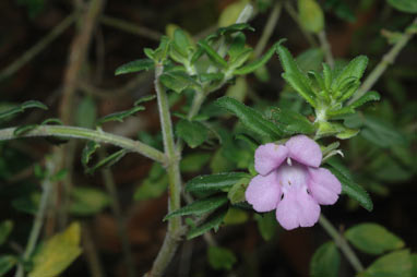 APII jpeg image of Prostanthera sp. (Lamb Range)  © contact APII