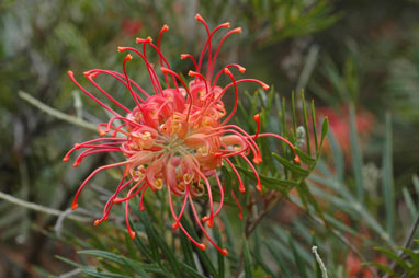 APII jpeg image of Grevillea 'Mason's Hybrid'  © contact APII