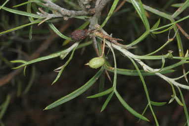 APII jpeg image of Grevillea triloba  © contact APII