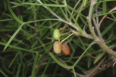 APII jpeg image of Grevillea triloba  © contact APII