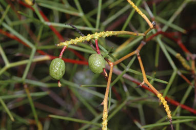 APII jpeg image of Grevillea minutiflora  © contact APII