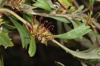 APII jpeg image of Grevillea manglesioides subsp. manglesioides  © contact APII