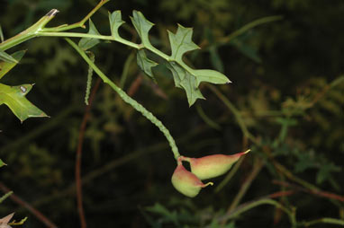 APII jpeg image of Grevillea flexuosa  © contact APII