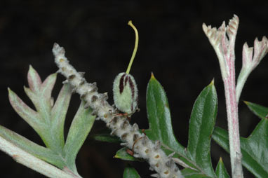 APII jpeg image of Grevillea willisii  © contact APII