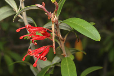 APII jpeg image of Grevillea victroriae var. leptoneura  © contact APII