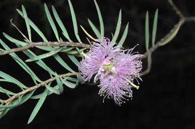 APII jpeg image of Melaleuca radula  © contact APII