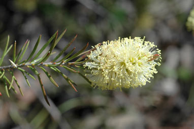 APII jpeg image of Callistemon sieberi  © contact APII