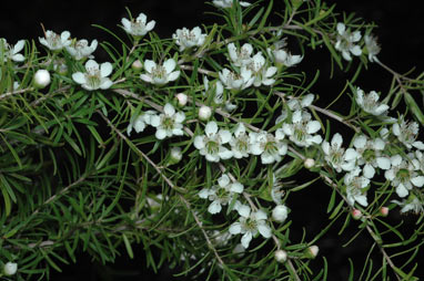 APII jpeg image of Leptospermum polygalifolium subsp. tropicum  © contact APII