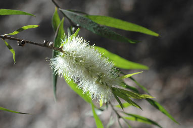 APII jpeg image of Callistemon  © contact APII