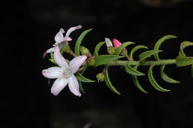 APII jpeg image of Philotheca buxifolia x scabra  © contact APII