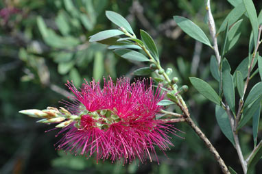 APII jpeg image of Callistemon 'Burgundy'  © contact APII