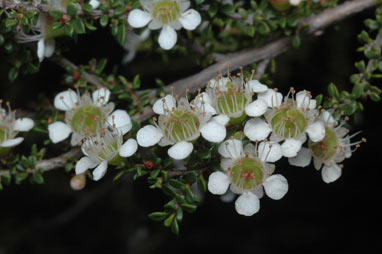 APII jpeg image of Leptospermum minutifolium  © contact APII