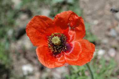 APII jpeg image of Papaver dubium  © contact APII