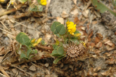 APII jpeg image of Medicago polymorpha  © contact APII