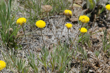 APII jpeg image of Leptorhynchos squamatus subsp. squamatus  © contact APII