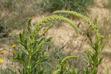 APII jpeg image of Reseda luteola  © contact APII