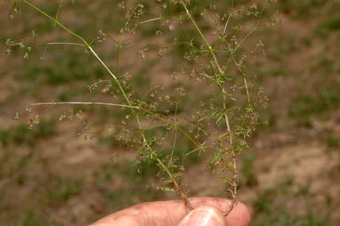 APII jpeg image of Galium divaricatum  © contact APII