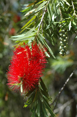 APII jpeg image of Callistemon viminalis  © contact APII