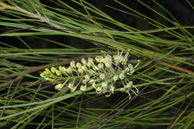 APII jpeg image of Grevillea obliquistigma subsp. funicularis  © contact APII