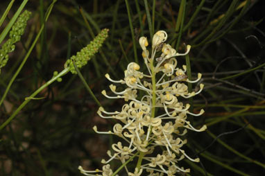 APII jpeg image of Grevillea obliquistigma  © contact APII