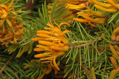 Persoonia chamaepitys flowers - ANBG photo dig 15211 by Murray Fagg