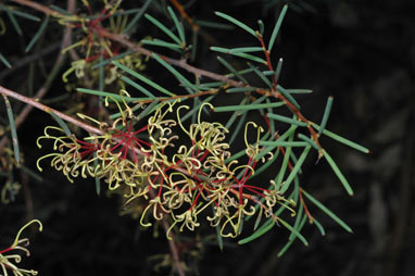 APII jpeg image of Hakea commutata  © contact APII