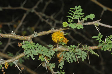 APII jpeg image of Vachellia caven var. caven  © contact APII