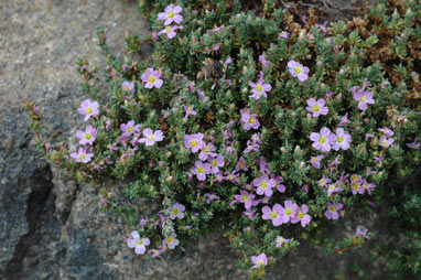 APII jpeg image of Frankenia pauciflora  © contact APII