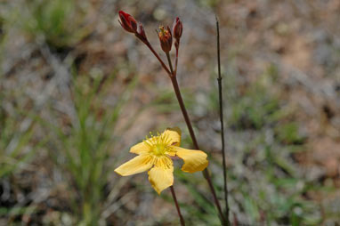 APII jpeg image of Hypericum gramineum  © contact APII