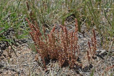 APII jpeg image of Crassula sieberiana  © contact APII